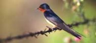 an image of a swallow.