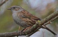 Dunnock, copyright owned by Blueskybirds.co.uk