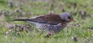 an image of a fieldfare, copyright owned by Blueskybirds.co.uk.