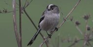 an image of a long_tailed_tit, copyright owned by Blueskybirds.co.uk.