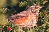 an image of a redwing, copyright owned by Blueskybirds.co.uk.